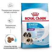 Сухой корм Royal Canin Giant Starter для щенков очень крупных размеров до 2 месяцев, беременных и кормящих сук, 15кг