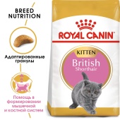 Сухой корм Royal Canin British Shorthair Kitten для британских короткошерстных котят, 10кг